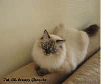 Невские маскарадные котята от титулованных родителей - Изображение #1, Объявление #1124211