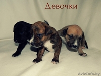 предлагаются щенки Американского стаффордшитского терьера   - Изображение #3, Объявление #1148938