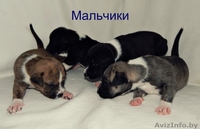 предлагаются щенки Американского стаффордшитского терьера   - Изображение #2, Объявление #1148938