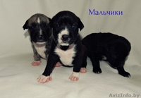 предлагаются щенки Американского стаффордшитского терьера   - Изображение #4, Объявление #1148938