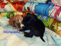 предлагаются щенки Американского стаффордшитского терьера   - Изображение #5, Объявление #1148938