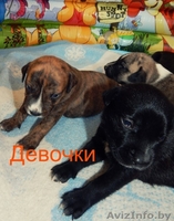 предлагаются щенки Американского стаффордшитского терьера   - Изображение #6, Объявление #1148938