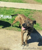 предлагаются щенки Американского стаффордшитского терьера   - Изображение #7, Объявление #1148938