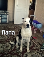 предлагаются щенки Американского стаффордшитского терьера   - Изображение #8, Объявление #1148938