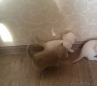 Продам  британских котят - Изображение #2, Объявление #1163883