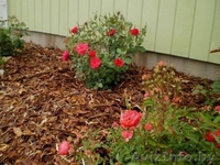 Крошка мраморная белая, мульча (кора сосновая) - Изображение #1, Объявление #1294901