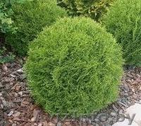 Туи( сСмарагд, Колумна, Даника) - Изображение #3, Объявление #1296092