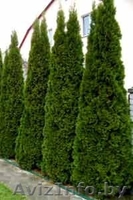 Туи( сСмарагд, Колумна, Даника) - Изображение #1, Объявление #1296092