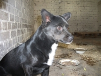 Миниатюрный кобелек в ДАР - Изображение #2, Объявление #1304985