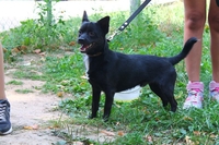 Миниатюрный кобелек в ДАР - Изображение #1, Объявление #1304985