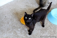 Черные пантеры из приюта в ДАР - Изображение #1, Объявление #1302831