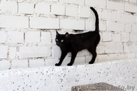 Черные пантеры из приюта в ДАР - Изображение #2, Объявление #1302831