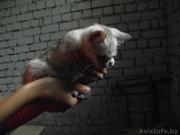 Крошка из приюта ищет дом - Изображение #3, Объявление #1302804