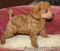 Карликовый пуделек - Изображение #2, Объявление #1304555