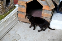 Черные пантеры из приюта в ДАР - Изображение #3, Объявление #1302831