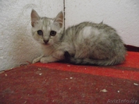 Крошка из приюта ищет дом - Изображение #1, Объявление #1302804