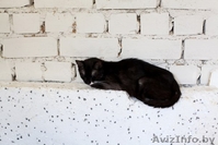 Черные пантеры из приюта в ДАР - Изображение #4, Объявление #1302831