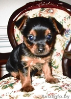 милые щеночки-йорки - Изображение #1, Объявление #1317328