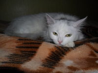 Нежная зефирка Коко в добрые руки - Изображение #2, Объявление #1356377