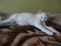 Нежная зефирка Коко в добрые руки - Изображение #3, Объявление #1356377