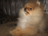 Щенок померанского шпица - Изображение #2, Объявление #1380454