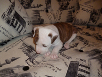 продажа щенков ам.стаффа - Изображение #5, Объявление #1396369