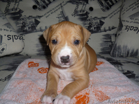 продажа щенков ам.стаффа - Изображение #4, Объявление #1396369