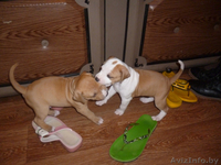 продажа щенков ам.стаффа - Изображение #3, Объявление #1396369