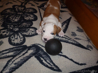 продажа щенков ам.стаффа - Изображение #1, Объявление #1396369