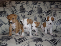 продажа щенков ам.стаффа - Изображение #6, Объявление #1396369