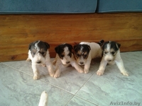 Щенки ж/ш фокстерьера - Изображение #1, Объявление #1447404