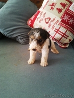 Щенки ж/ш фокстерьера - Изображение #2, Объявление #1447404