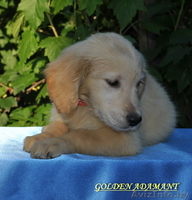 щенки золотистого (голден)ретривера - Изображение #2, Объявление #1477899