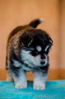 Питомник LEKDEIRI предлогает шикарных щенков хаски. - Изображение #1, Объявление #1488910