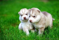 Питомник LEKDEIRI предлогает шикарных щенков хаски. - Изображение #3, Объявление #1488910