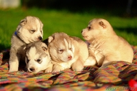 Питомник LEKDEIRI предлогает шикарных щенков хаски. - Изображение #8, Объявление #1488910