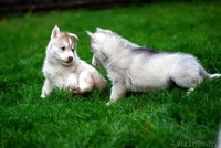 Питомник LEKDEIRI предлогает шикарных щенков хаски. - Изображение #10, Объявление #1488910