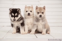 Питомник LEKDEIRI предлогает шикарных щенков хаски. - Изображение #11, Объявление #1488910