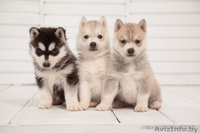 Питомник LEKDEIRI предлогает шикарных щенков хаски. - Изображение #16, Объявление #1488910