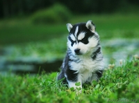 Щенки Хаски шоу класса высокопродные - Изображение #3, Объявление #1488911