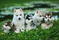 Щенки Хаски шоу класса высокопродные - Изображение #4, Объявление #1488911