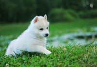 Щенки Хаски шоу класса высокопродные - Изображение #6, Объявление #1488911