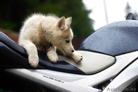 милые щенки породы сибирской хаски - Изображение #1, Объявление #1488913