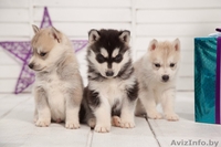 Щенки хаски профессиональный питомник LEKDEIRI - Изображение #6, Объявление #1488914