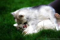 Щенки хаски профессиональный питомник LEKDEIRI - Изображение #7, Объявление #1488914