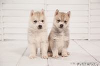 Щенки хаски профессиональный питомник LEKDEIRI - Изображение #8, Объявление #1488914