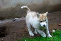 Щенки хаски профессиональный питомник LEKDEIRI - Изображение #9, Объявление #1488914