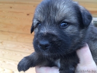 двухмесячные щенки в дар - Изображение #1, Объявление #1501517