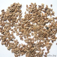 Семена овощей, цветов, трав Оптом от польских производителей - Изображение #1, Объявление #1525449