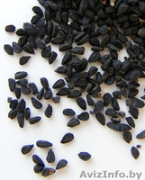 Семена овощей, цветов, трав Оптом от польских производителей - Изображение #2, Объявление #1525449